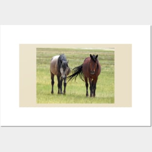 Wild horses, wildlife, gifts, California, True Beauty Posters and Art